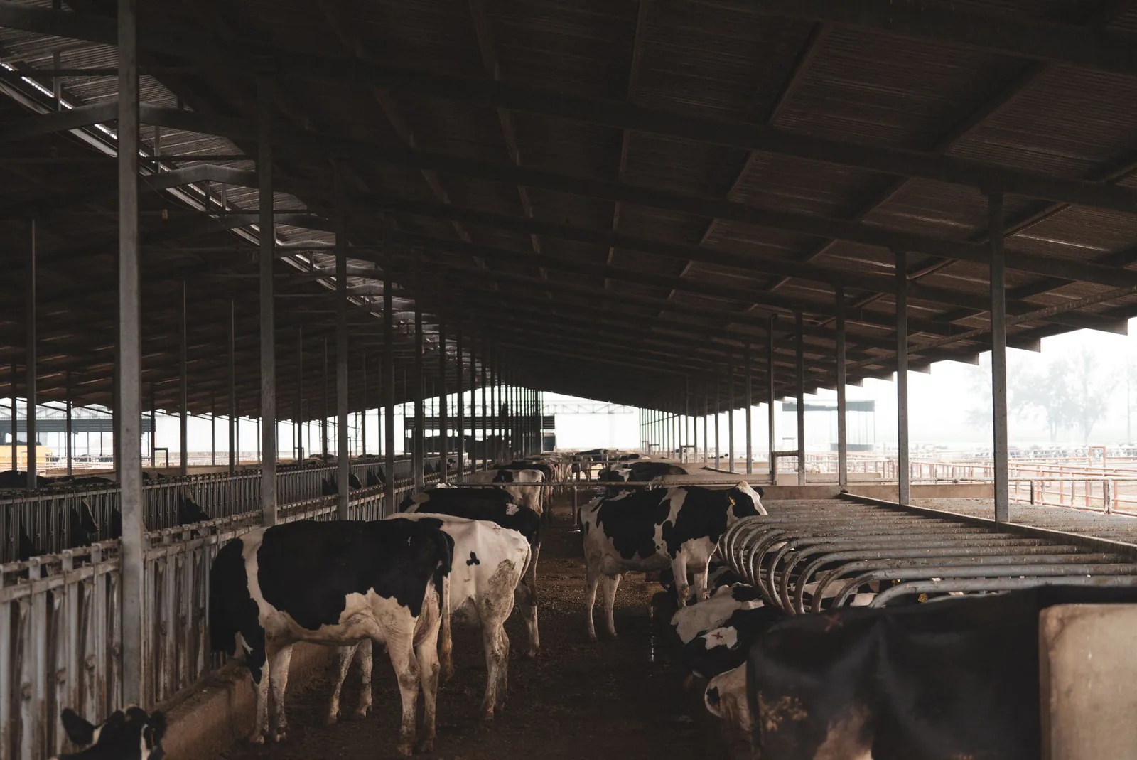 Commercial fan providing airflow in an agricultural facility