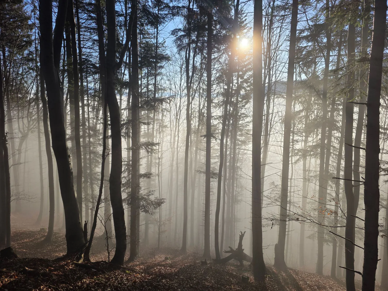 Soft light moving through a misty forest