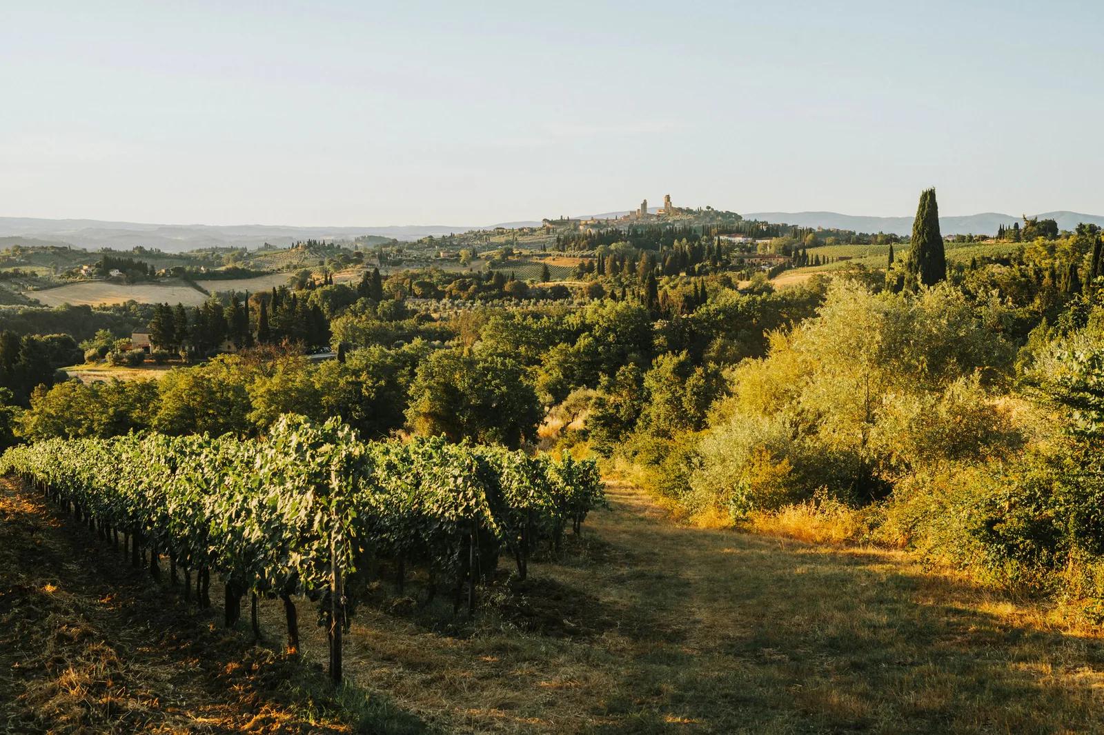 Rolling Tuscan vineyards in golden evening light