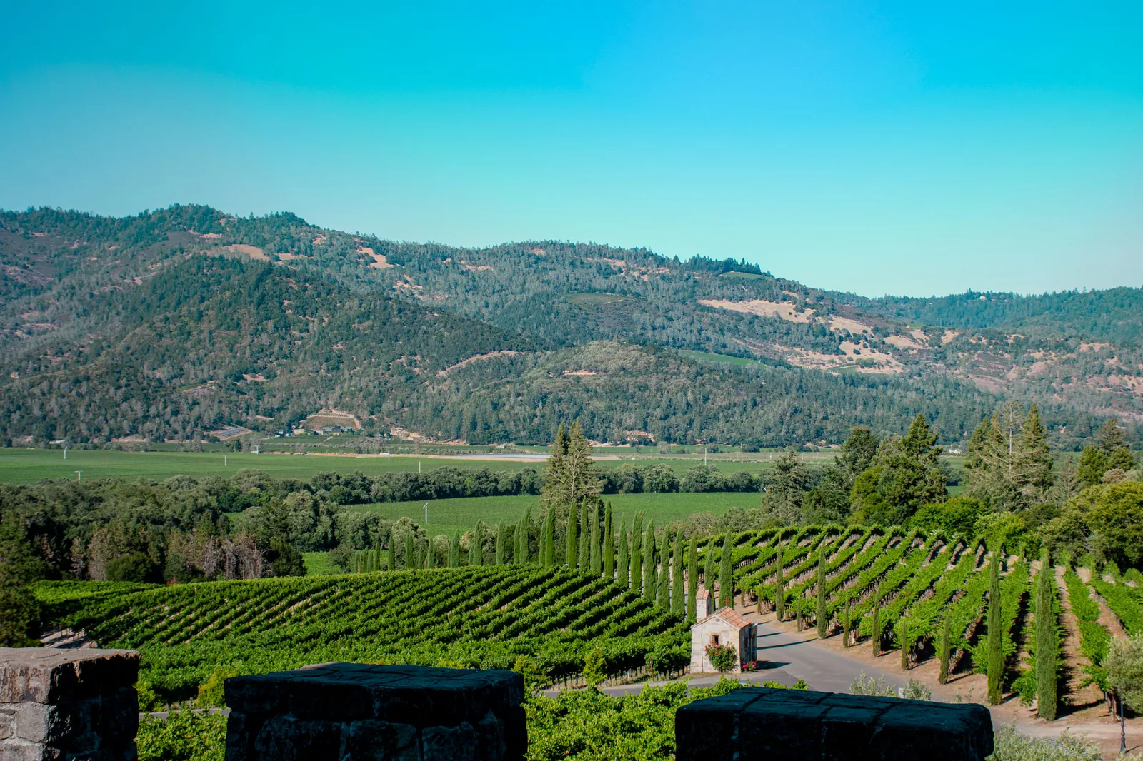 Vineyard stretching across Napa Valley, California