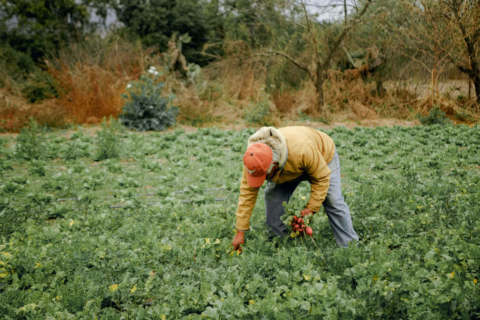 Local farmer holding harvest in the field