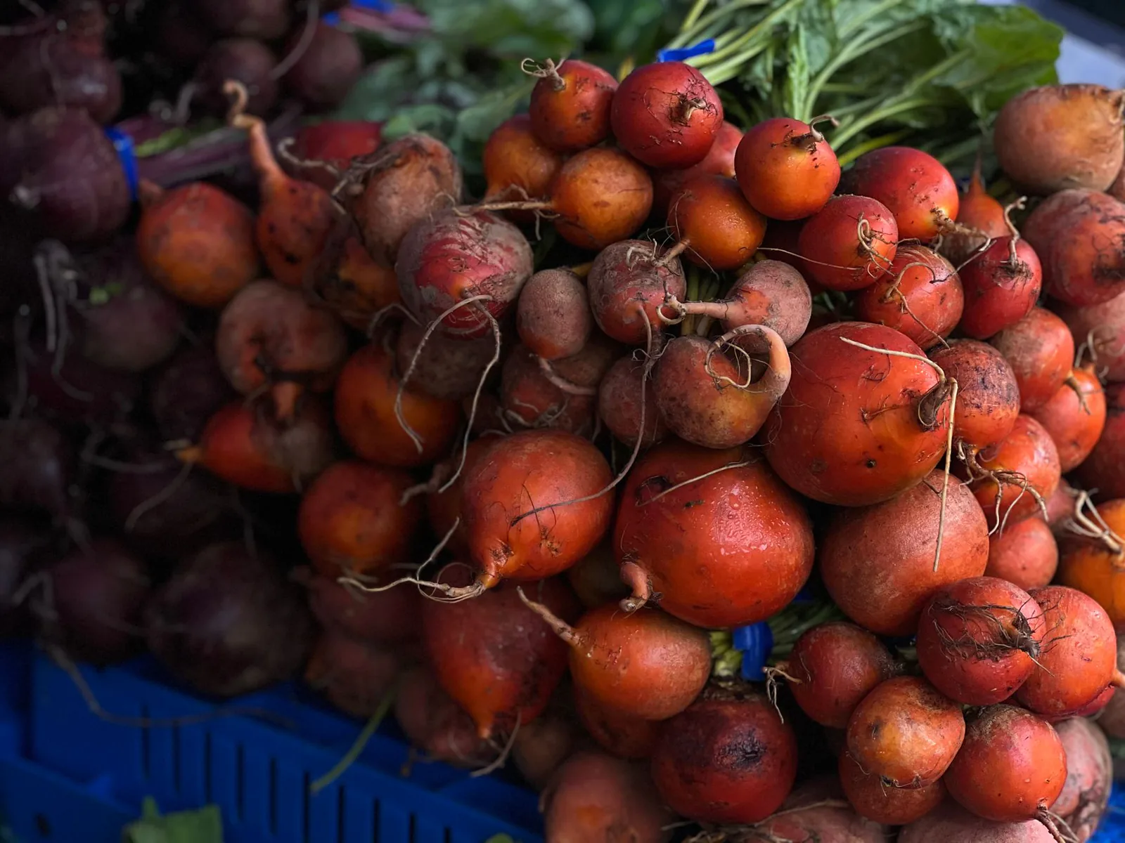 Fresh organic red beets with greens