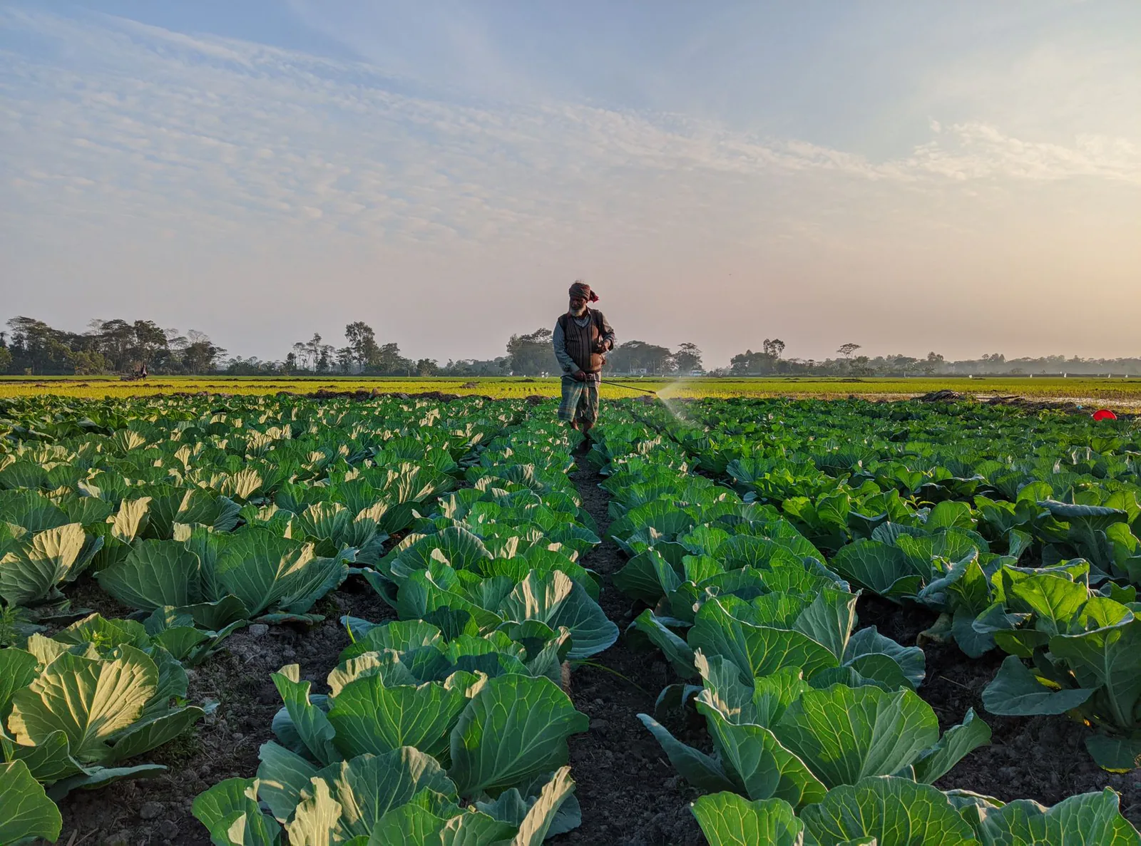 Farmer walking through a cabbage field at sunrise