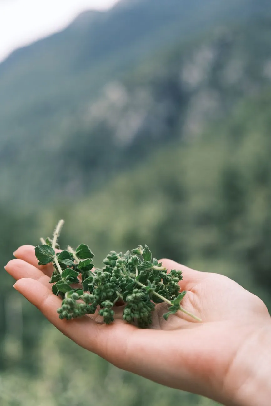 A hand holding fresh herbs against the forest