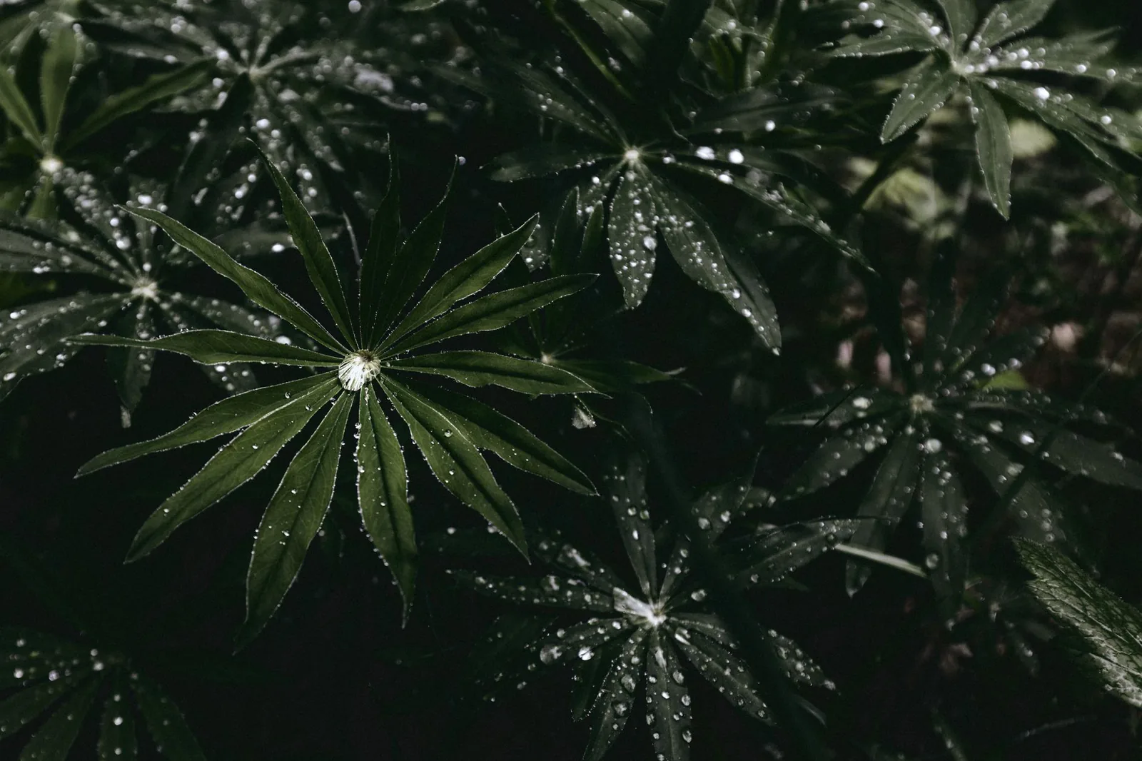 Dark leaves dotted with dew after rain